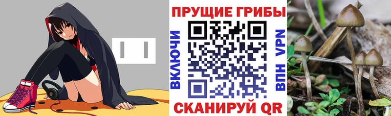 Галлюциногенные грибы GOLDEN TEACHER  Чадан 